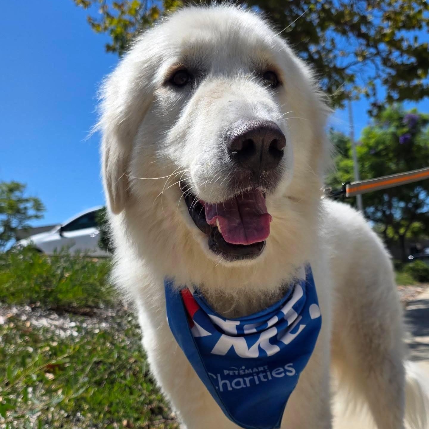 Lobo, ADOPTABLE, Adult Male Great Pyrenees.