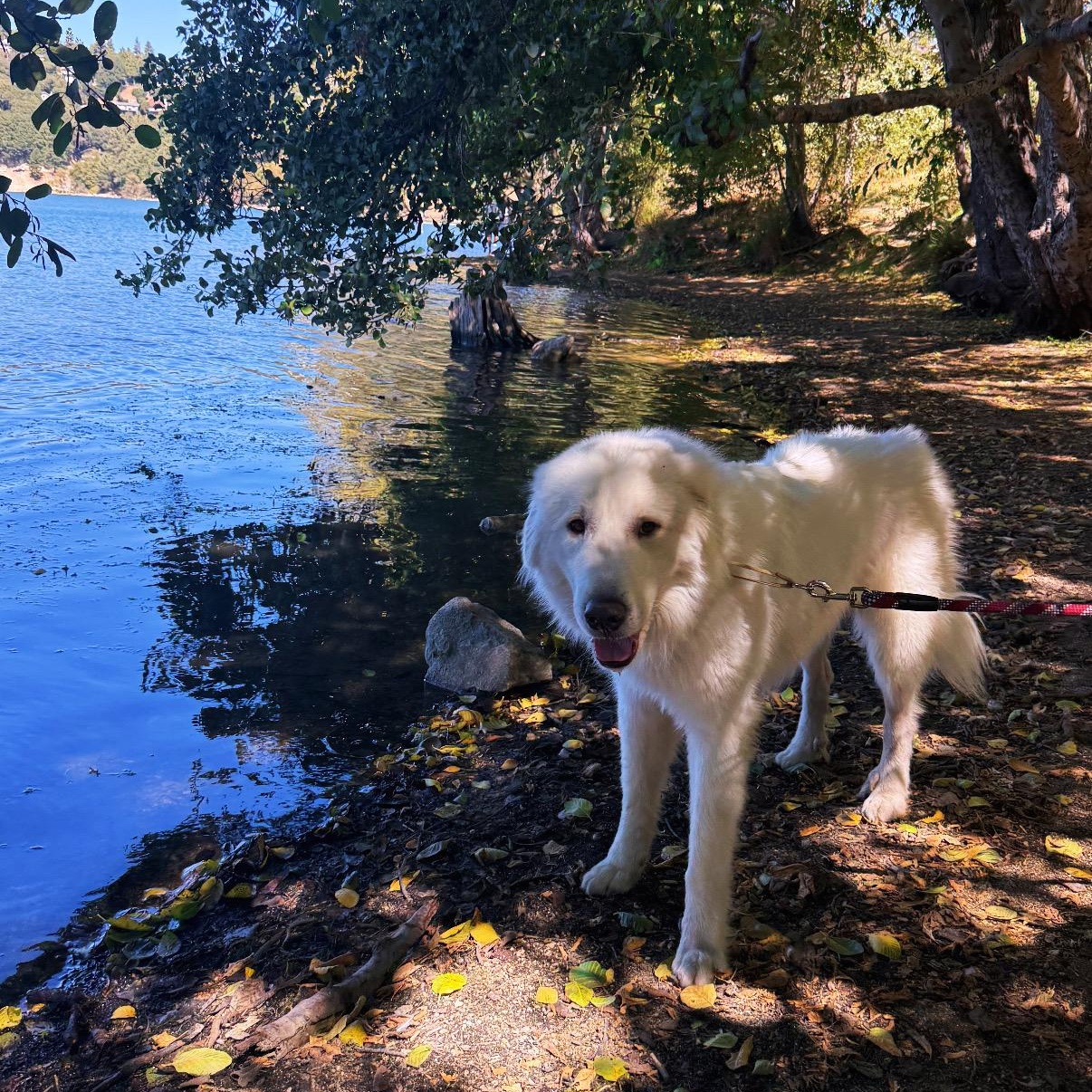 Enlarge Lobo, a Adoptable Great Pyrenees in Rancho Santa Margarita, CA image 5/6
