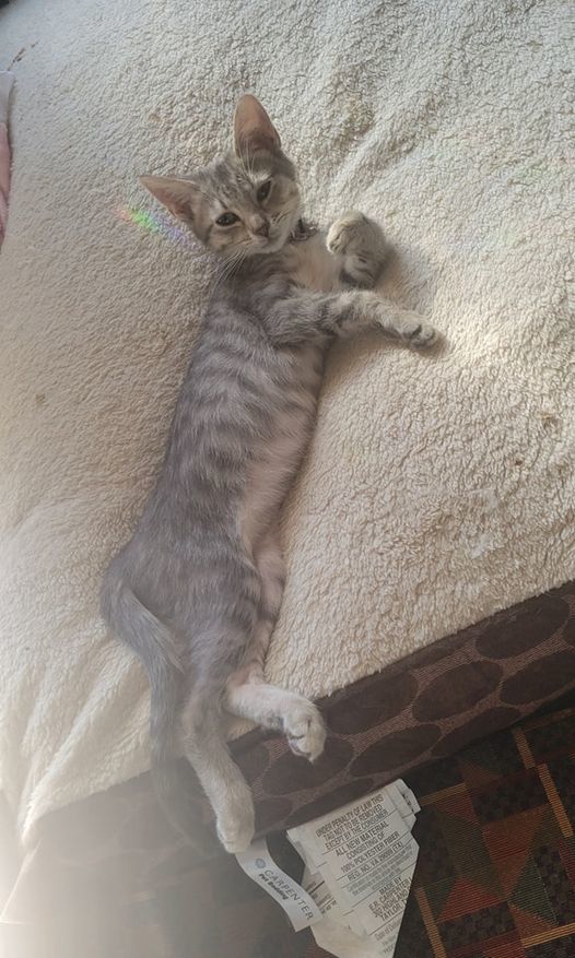 Babs, a Adoptable mixed breed in Omaha, NE image 4/6