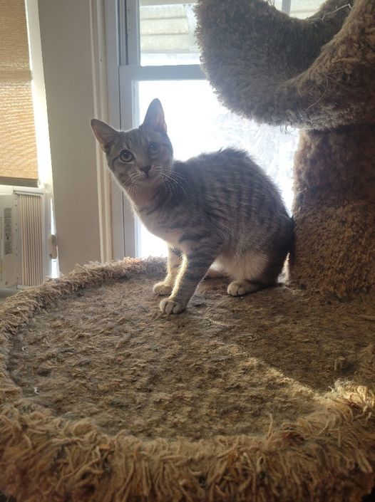 Babs, a Adoptable mixed breed in Omaha, NE image 5/6