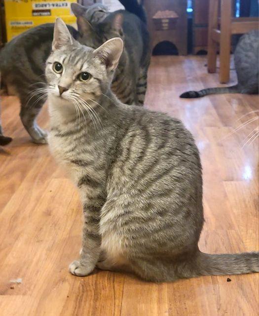 Babs, a Adoptable mixed breed in Omaha, NE image 1/6