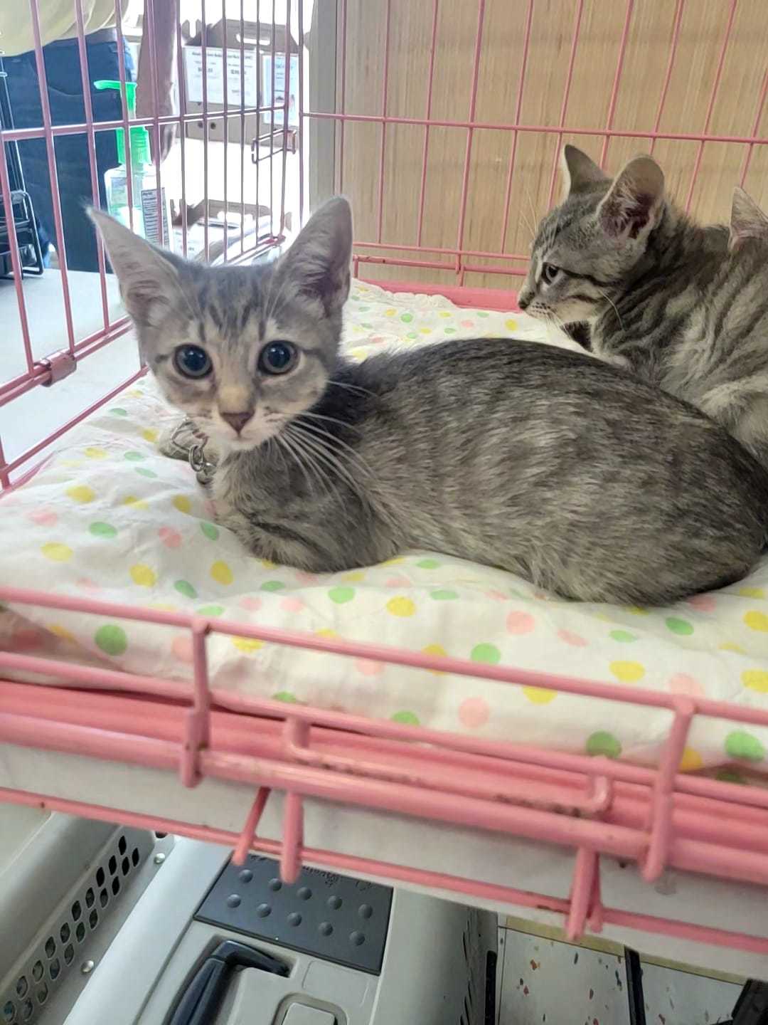 Babs, a Adoptable mixed breed in Omaha, NE image 3/6