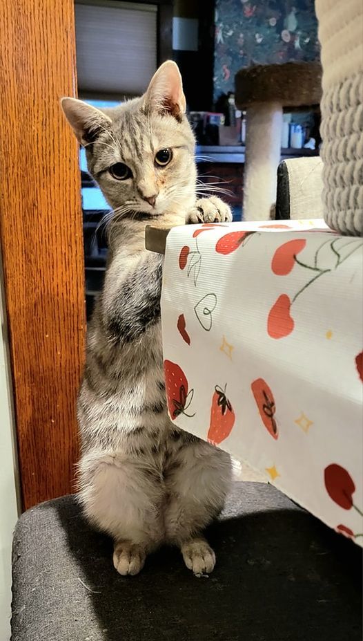 Babs, a Adoptable mixed breed in Omaha, NE image 6/6