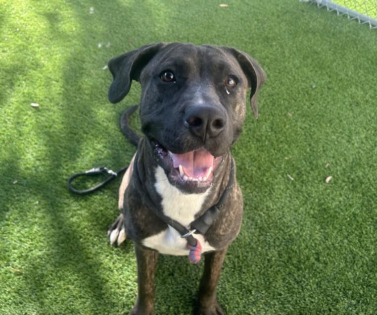 GINGER, ADOPTABLE, Young • Female, American Staffordshire Terrier & Mixed Breed.