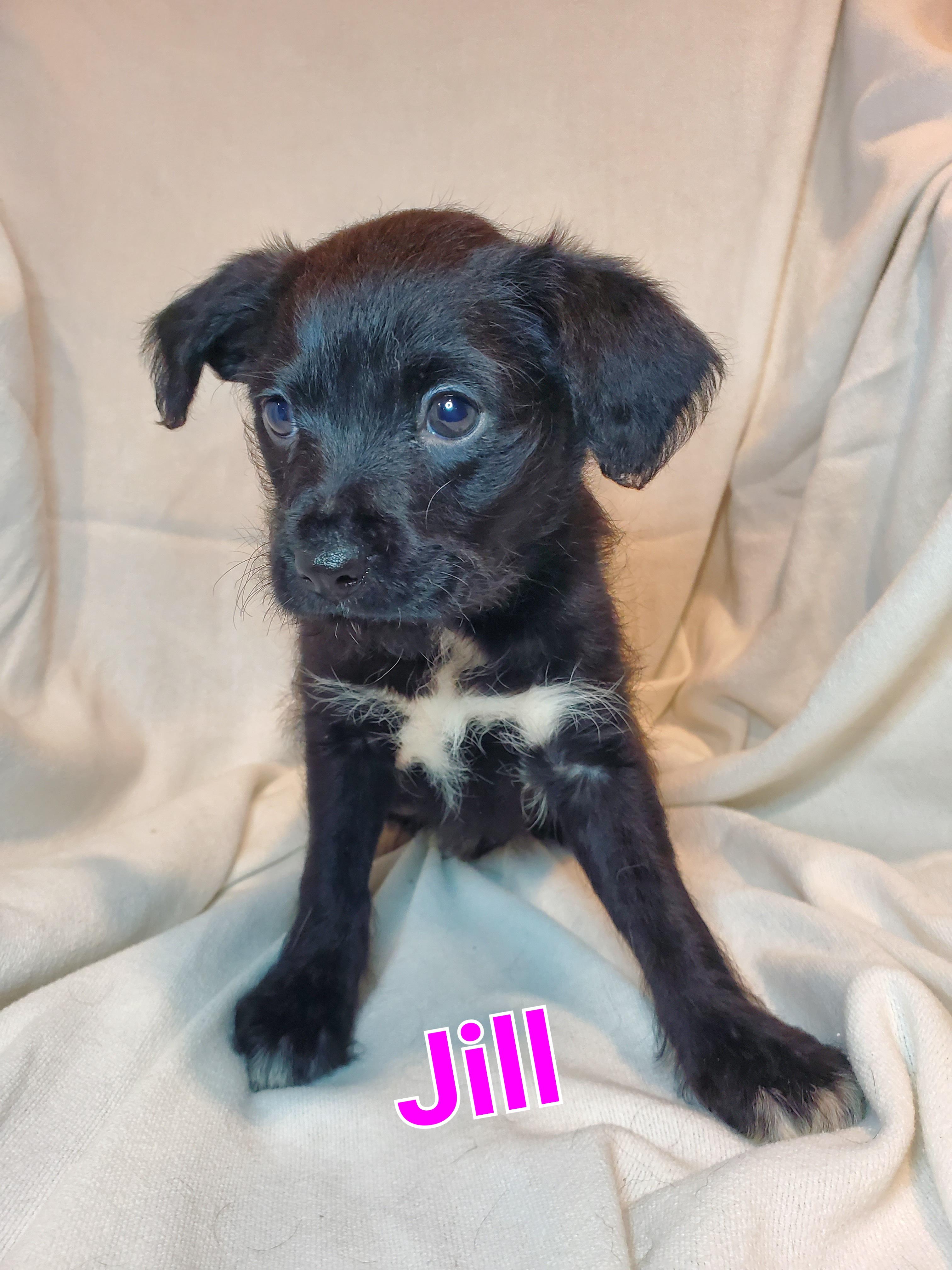 Enlarge Jill, an adopted mixed breed in Blairstown, NJ image 1/3
