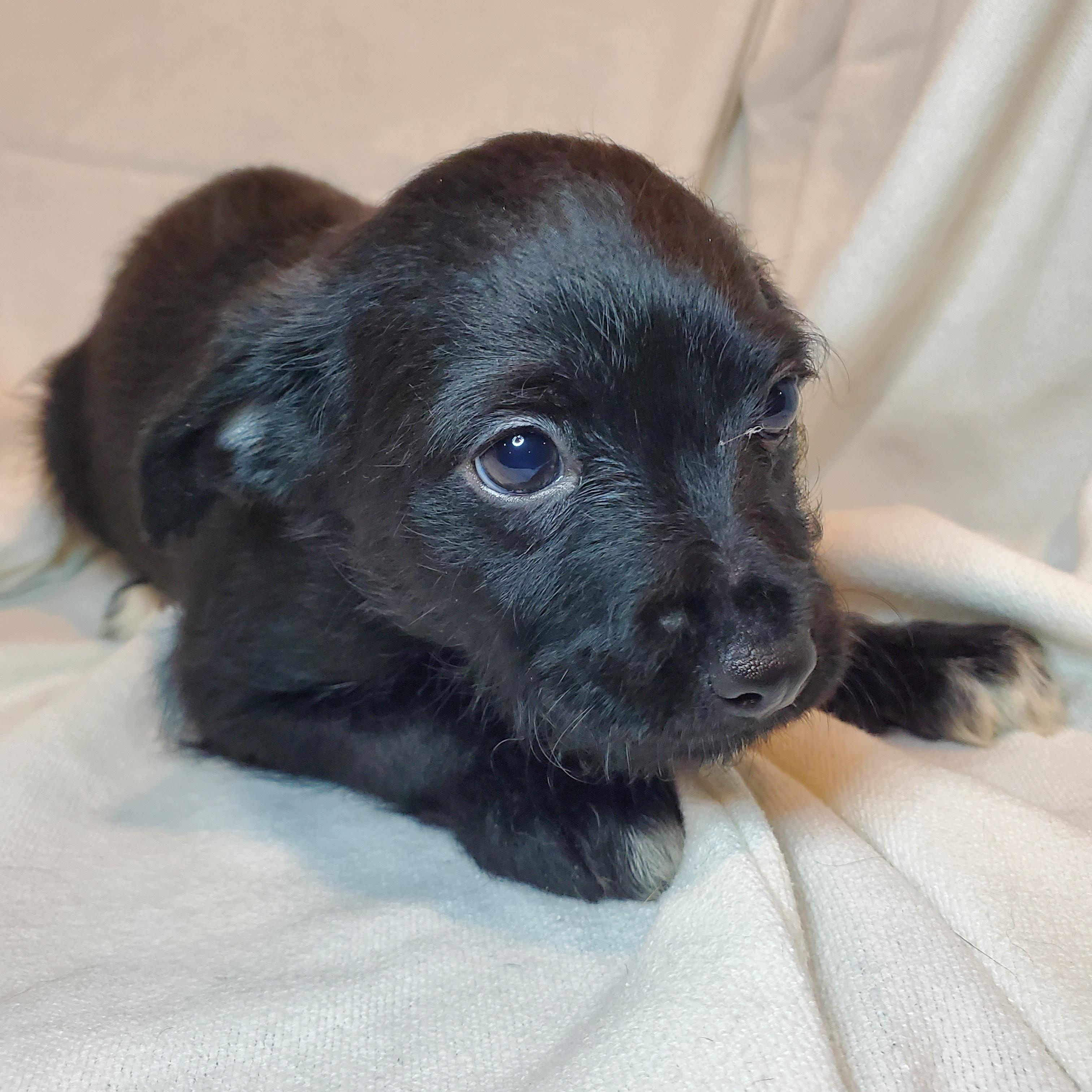 Enlarge Jill, an adopted mixed breed in Blairstown, NJ image 2/3