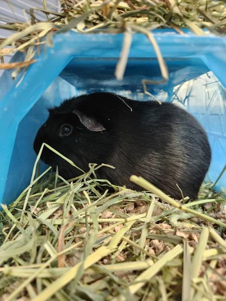 Riley, Adoptable, Adult Female Guinea Pig.