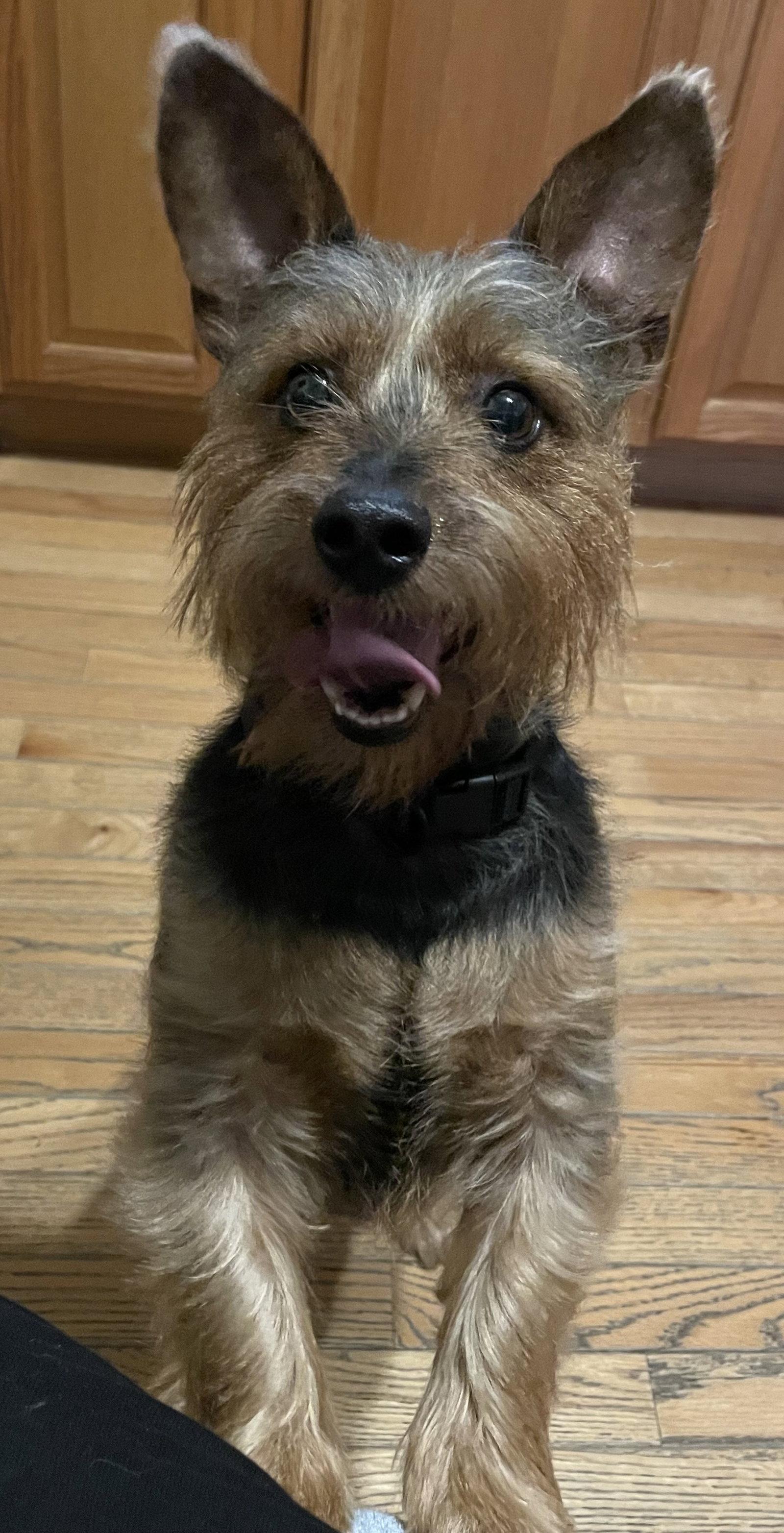 Hamish, Adopted, Adult Male Scottish Terrier.