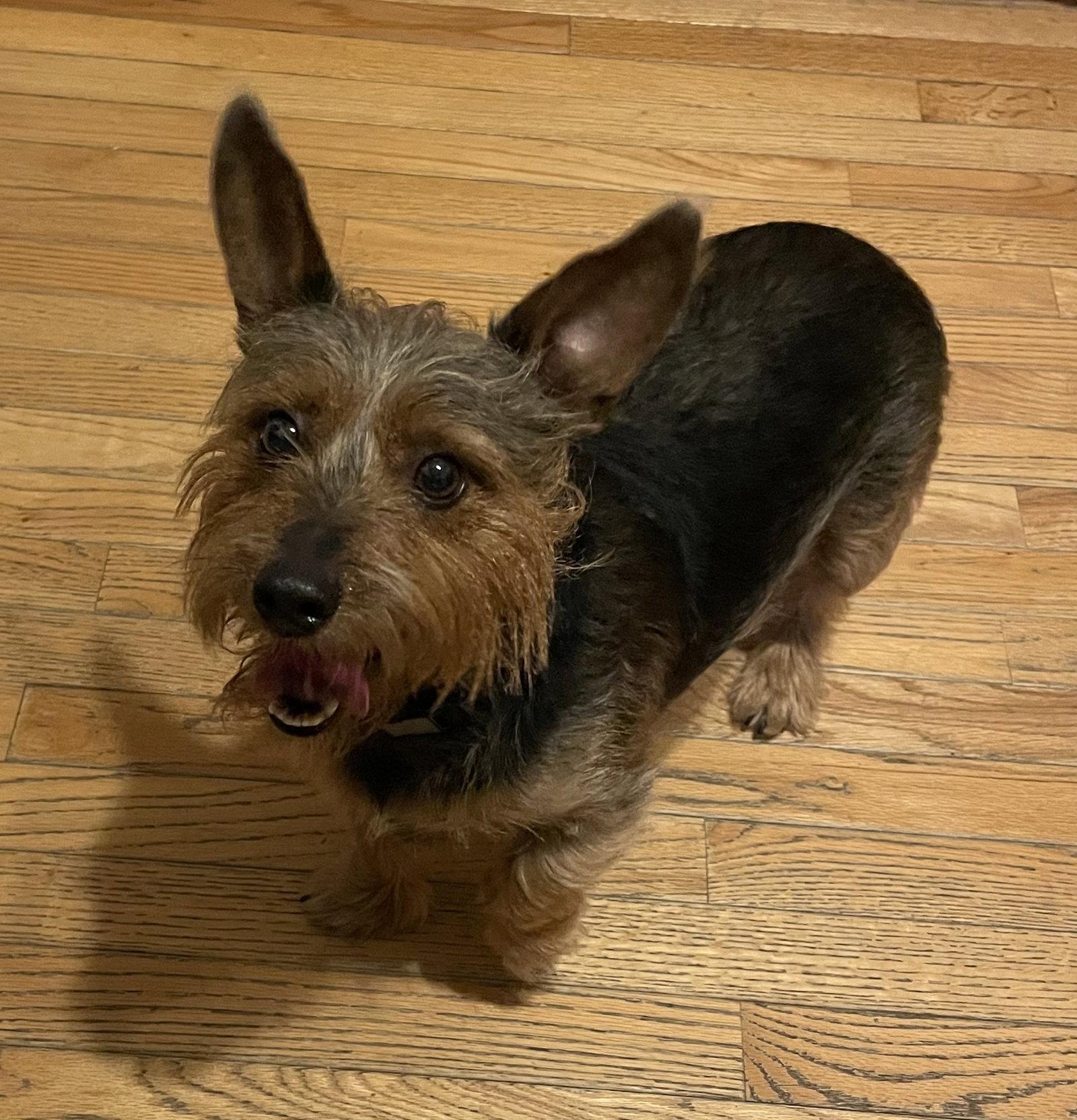 Enlarge Hamish, a Adopted Scottish Terrier in St. Louis, MO image 2/3