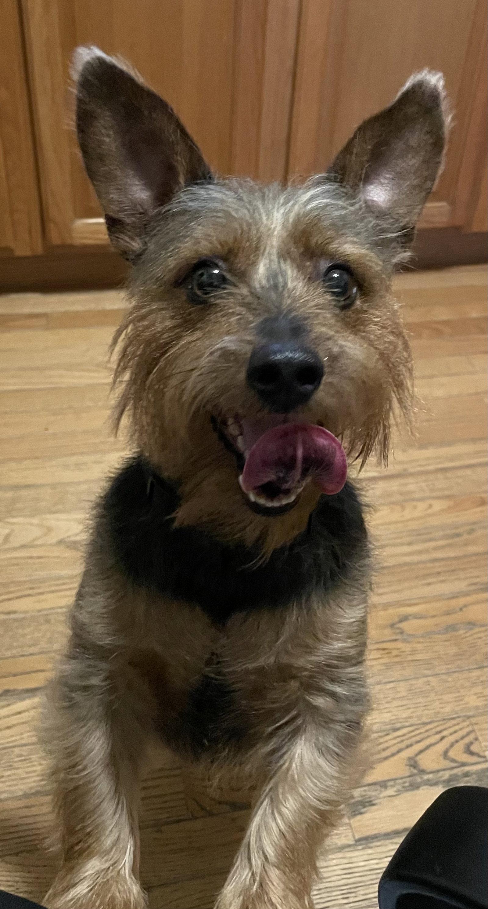 Enlarge Hamish, a Adopted Scottish Terrier in St. Louis, MO image 3/3