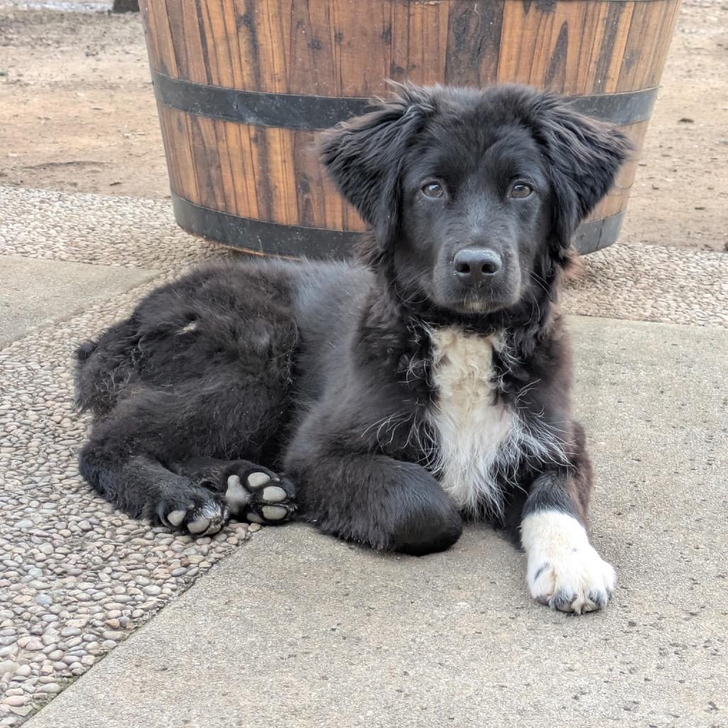 Shadow, Adoptable, Puppy Male Border Collie.