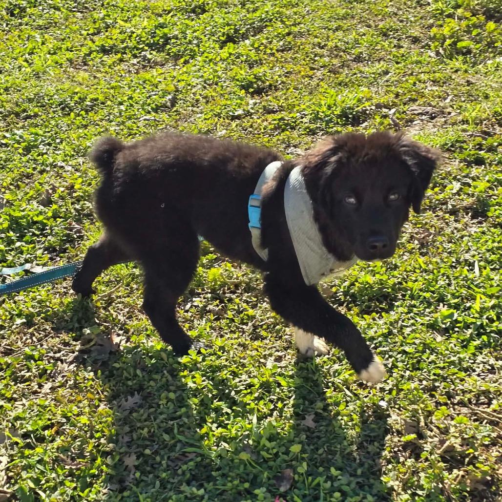 Enlarge Shadow, a Adoptable Border Collie in Pacifica, CA image 2/3