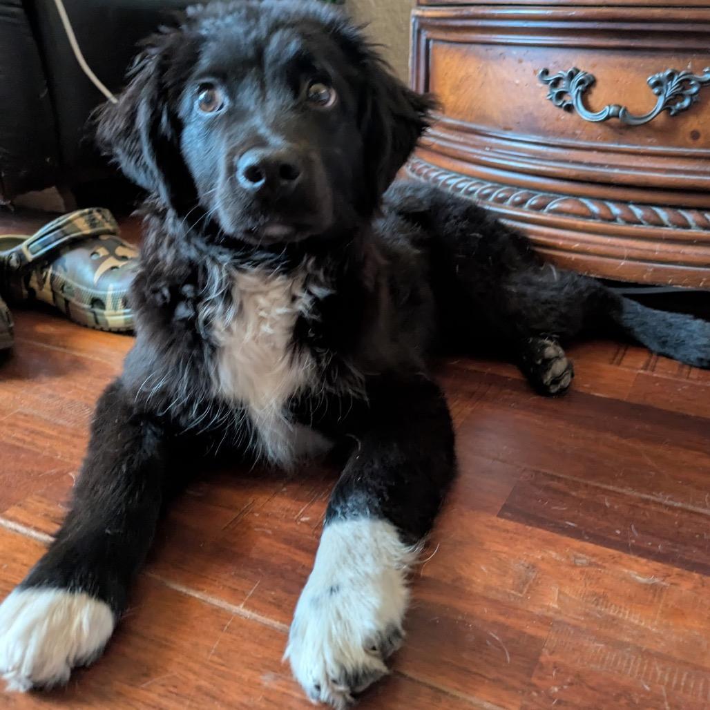 Enlarge Shadow, a Adoptable Border Collie in Pacifica, CA image 3/3
