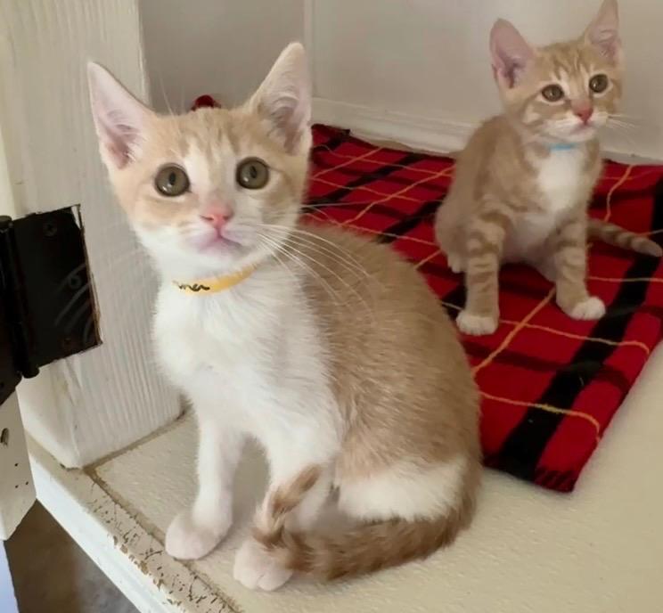 Sabrina, Adoptable, Kitten Female Domestic Short Hair.