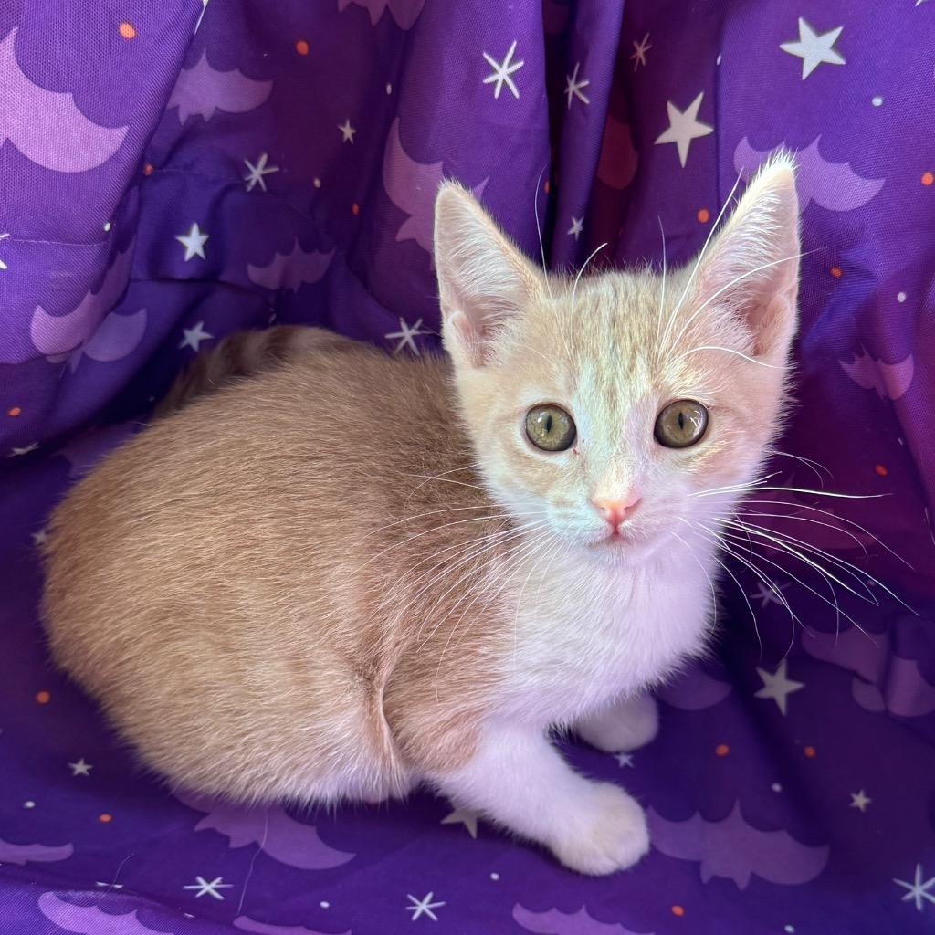 Enlarge Sabrina, a Adoptable mixed breed in Cambria, CA image 5/6