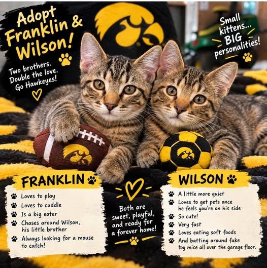 Enlarge Wilson-ADOPTION FEE SPONSORED, a Adoptable Tabby in Decorah, IA image 1/6