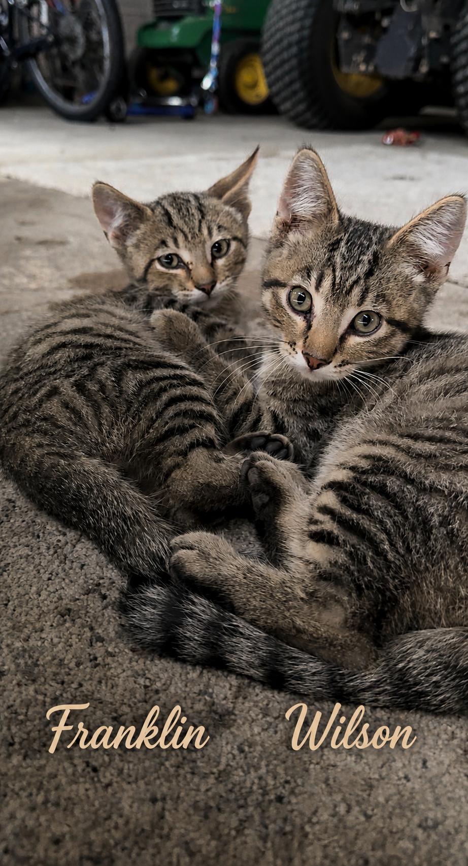 Wilson, a Adoptable Tabby in Decorah, IA image 3/4