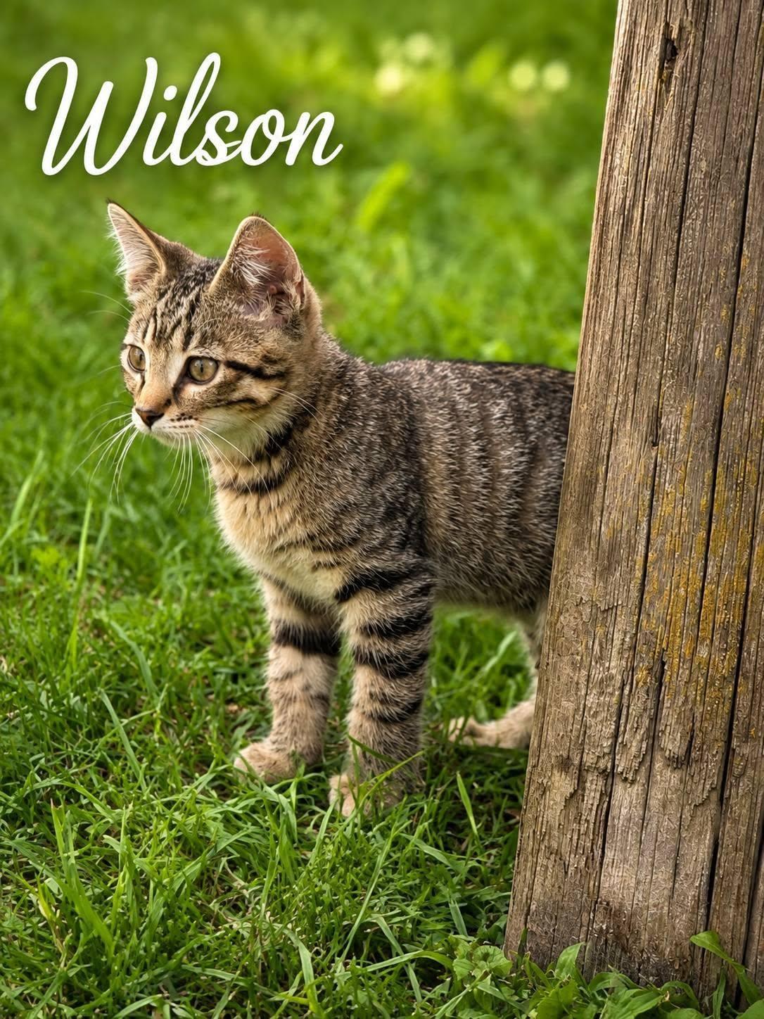 Wilson, Adoptable, Kitten Male Tabby.