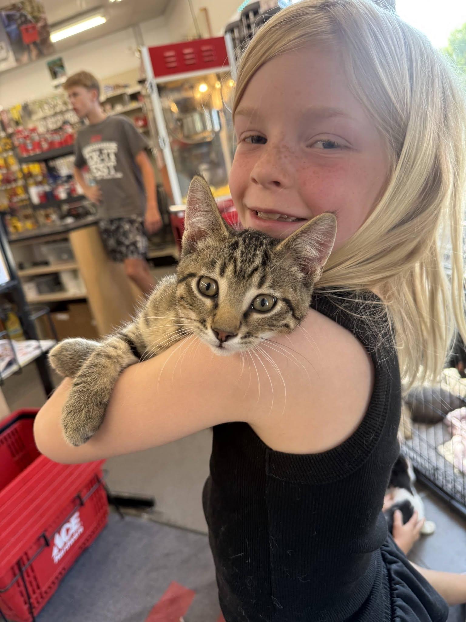 Wilson, a Adoptable Tabby in Decorah, IA image 4/4