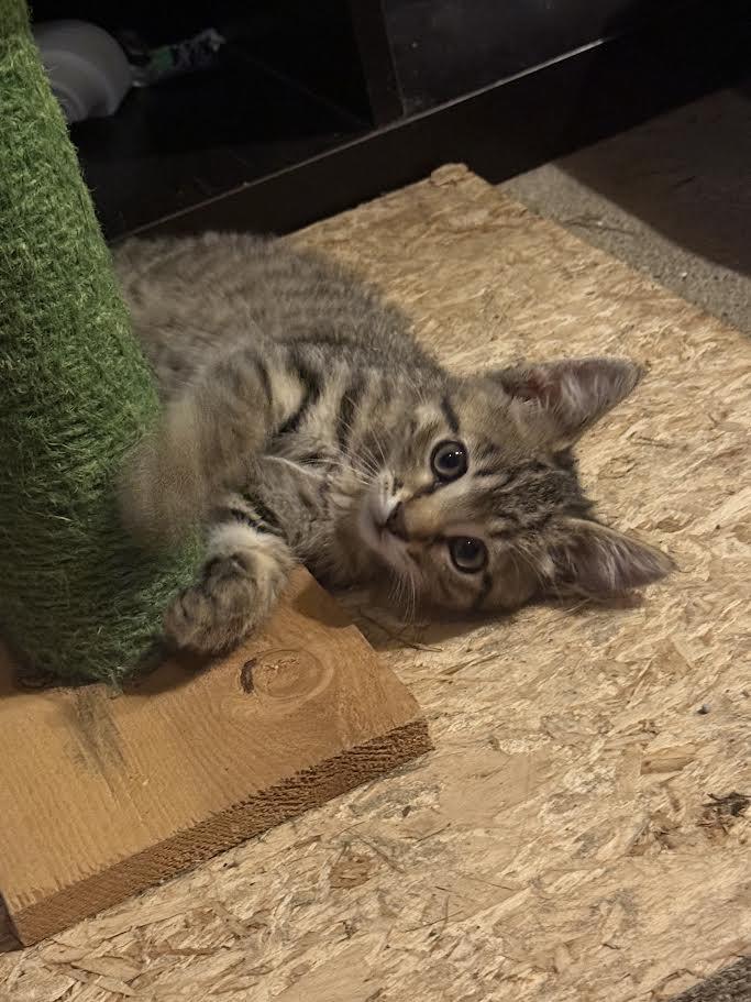 Wilson, a Adoptable Tabby in Decorah, IA image 2/4