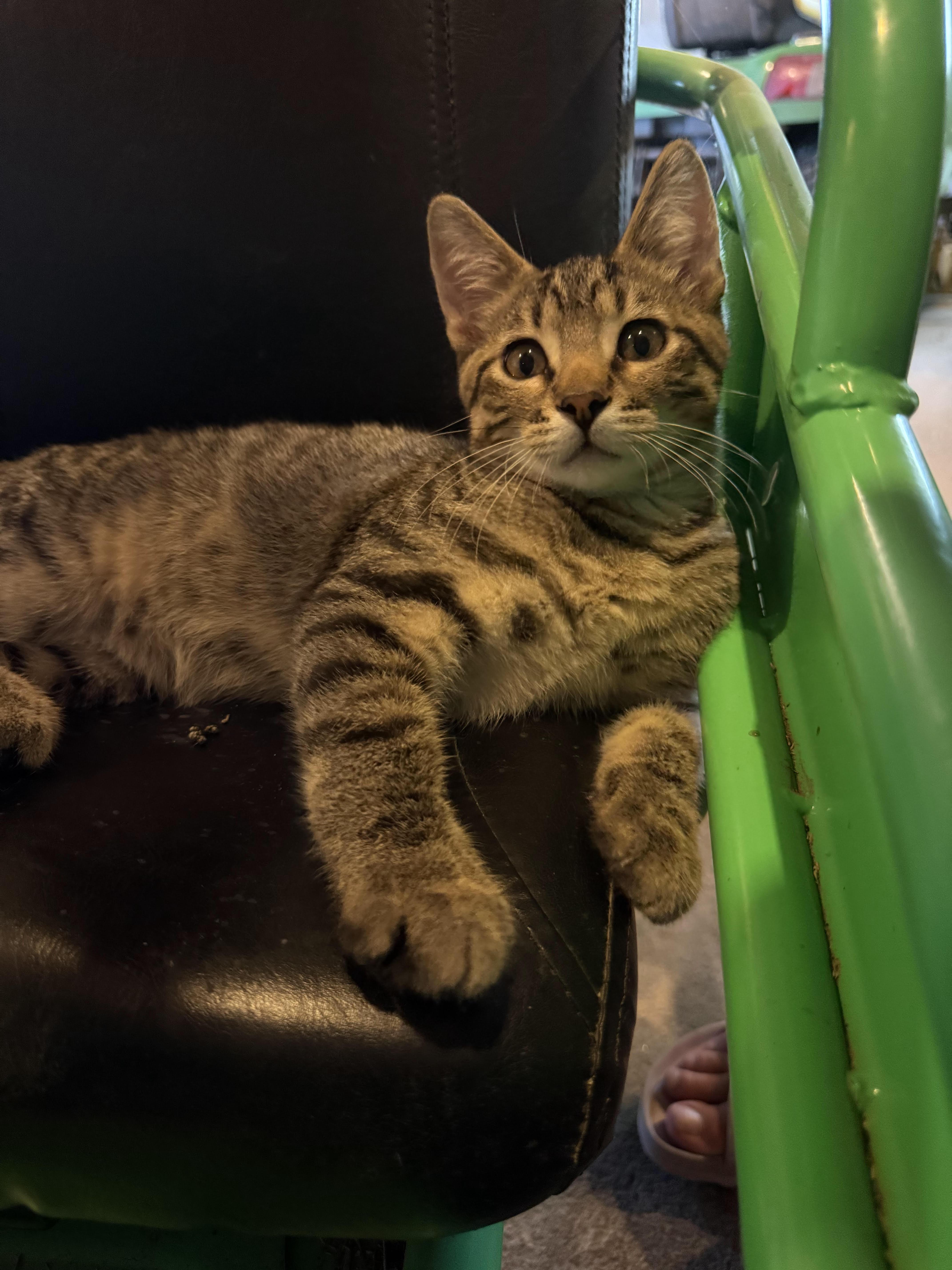 Enlarge Wilson-ADOPTION FEE SPONSORED, a Adoptable Tabby in Decorah, IA image 2/6