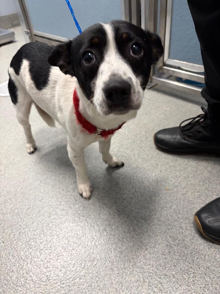 Gomez, Adoptable, Young Male Jack Russell Terrier.