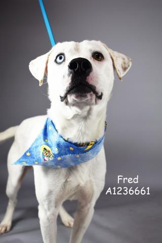 Fred -- URGENT! LONGTIME RESIDENT!, ADOPTABLE, Adult Male Pit Bull Terrier.