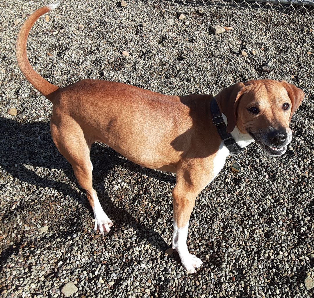 Enlarge Lilly, a Adoptable Beagle in Falls Creek, PA image 1/12