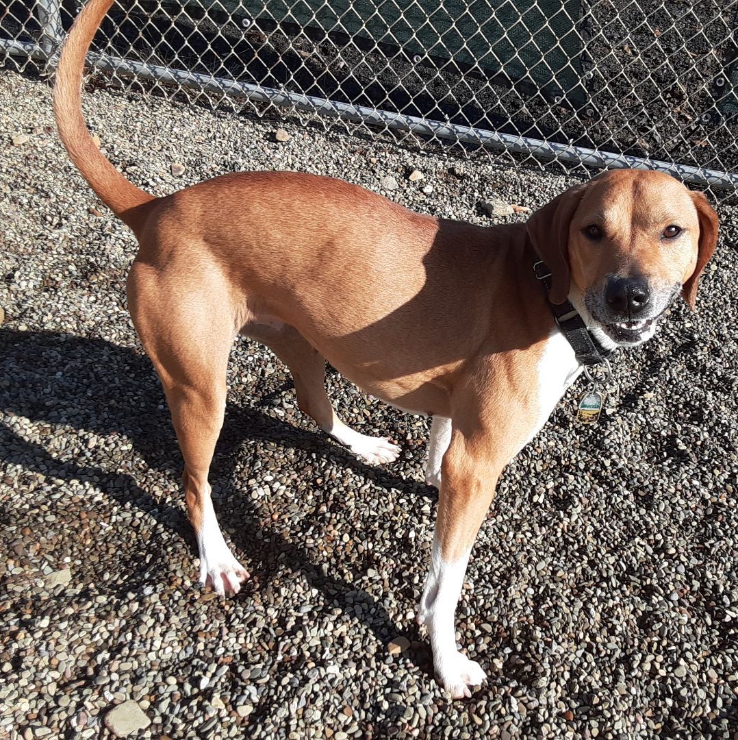 Enlarge Lilly, a Adoptable Beagle in Falls Creek, PA image 2/12