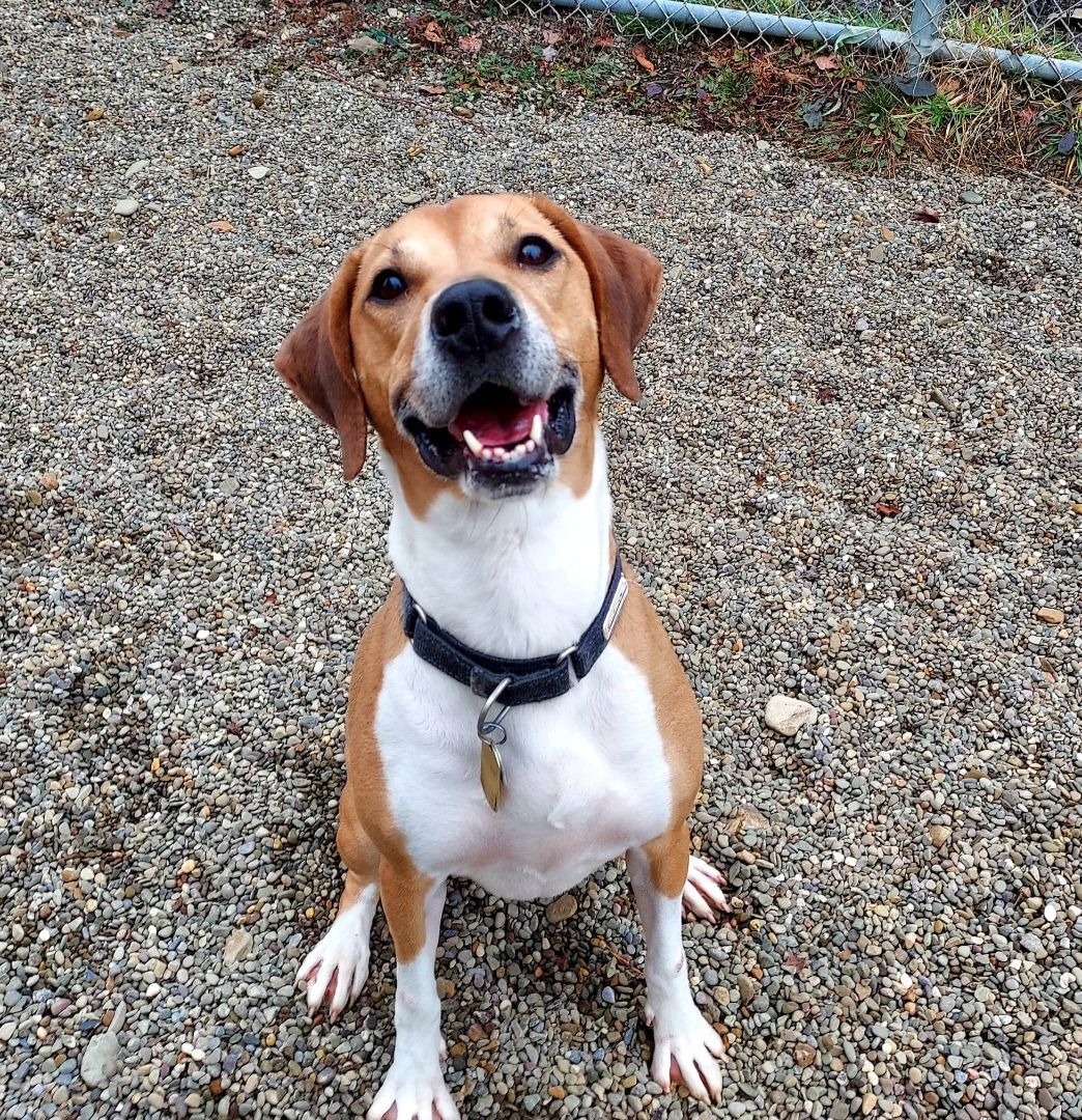 Enlarge Lilly, a Adoptable Beagle in Falls Creek, PA image 3/12