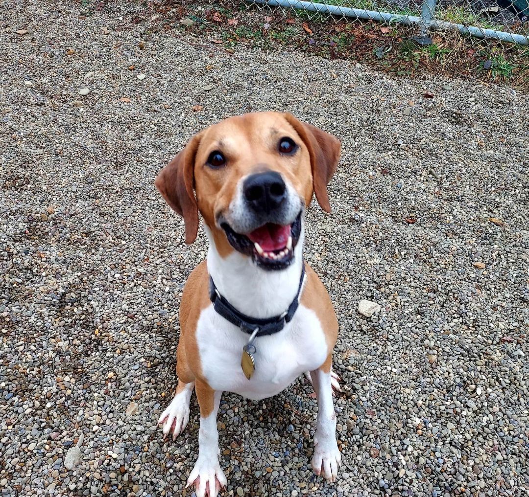 Enlarge Lilly, a Adoptable Beagle in Falls Creek, PA image 4/12