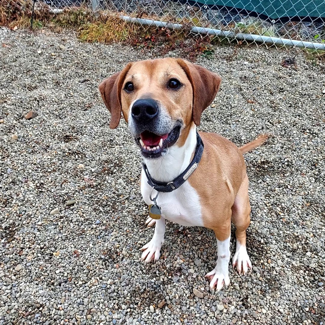Enlarge Lilly, a Adoptable Beagle in Falls Creek, PA image 5/12