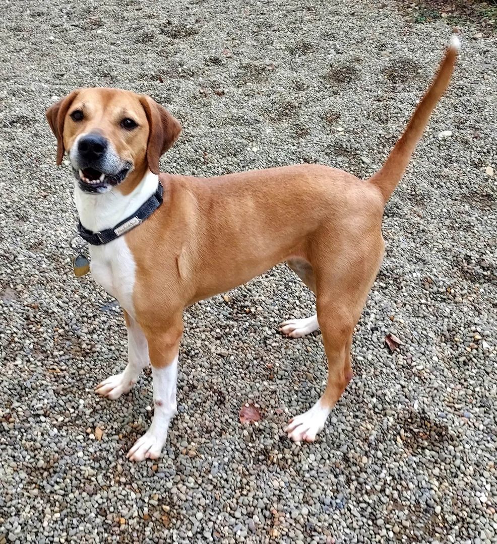 Enlarge Lilly, a Adoptable Beagle in Falls Creek, PA image 6/12