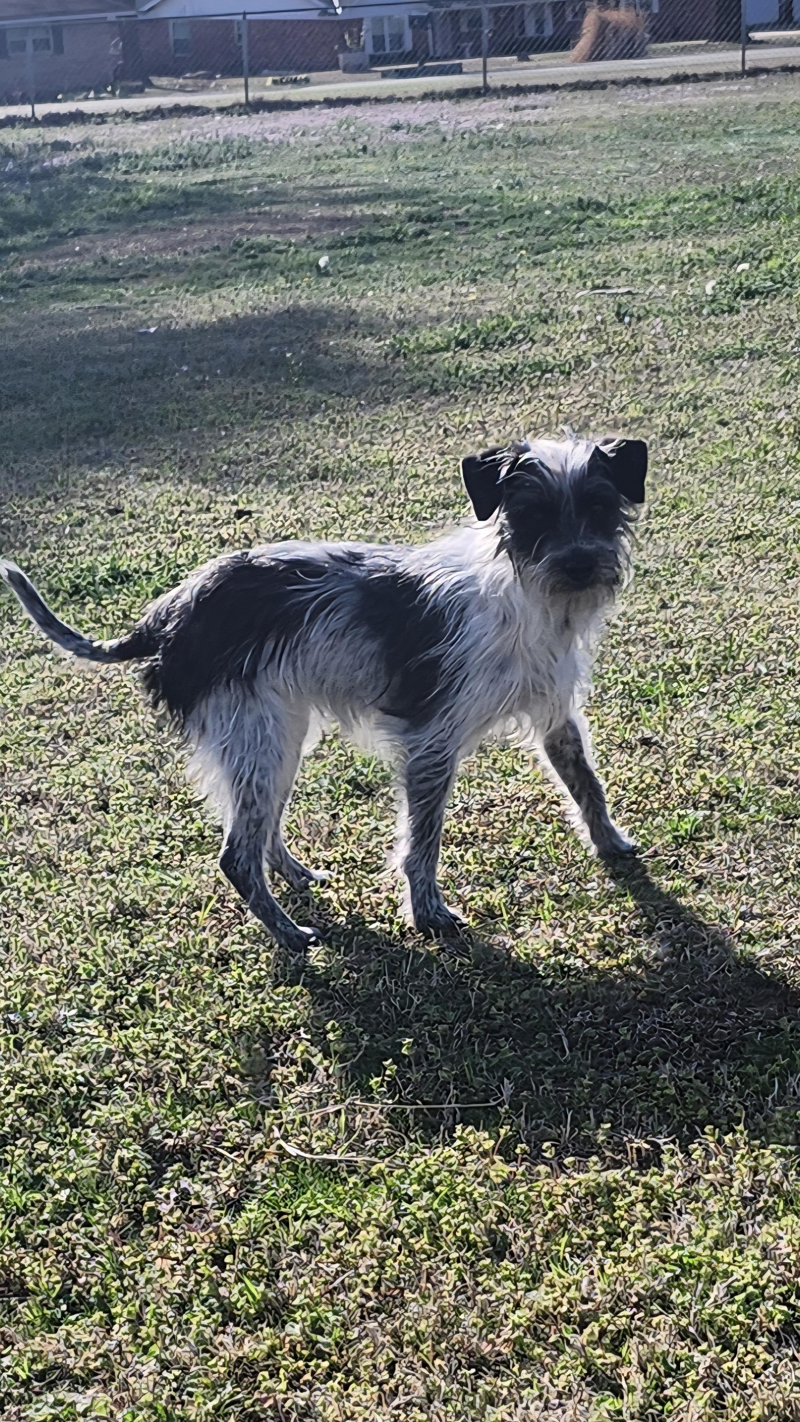 Enlarge Lulu, a ADOPTABLE mixed breed in Tuttle, OK image 2/3