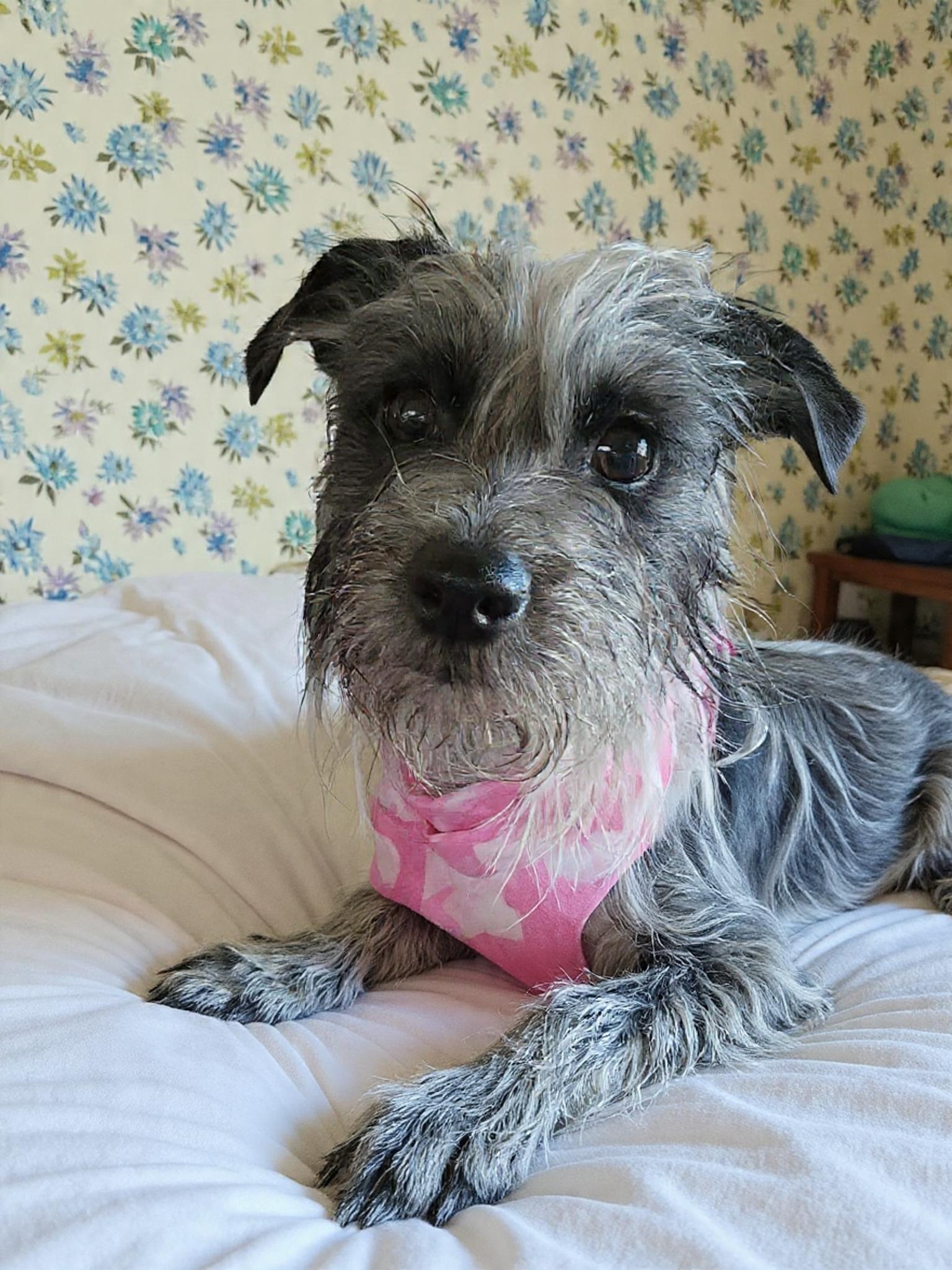 Lulu, ADOPTABLE, Young Female Terrier.