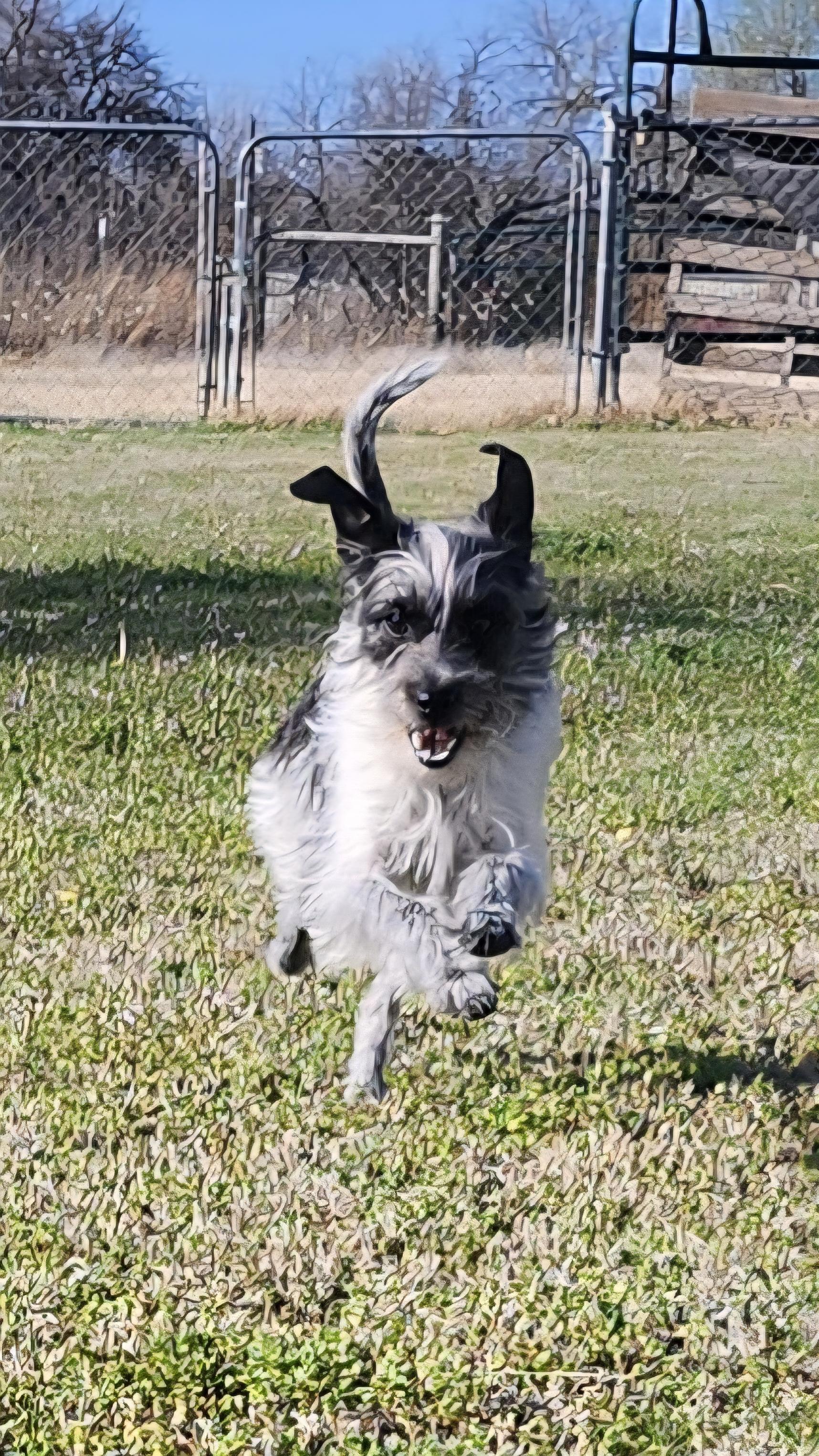 Enlarge Lulu, a ADOPTABLE mixed breed in Tuttle, OK image 3/3