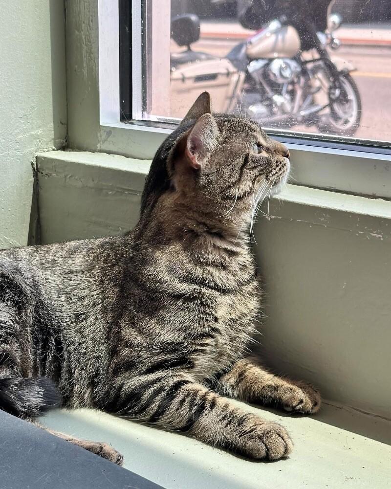 Enlarge Evander, a Adoptable Domestic Short Hair in Grand Rapids, MI image 2/6