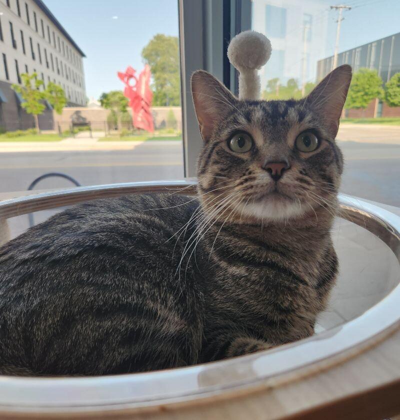 Enlarge Evander, a Adoptable Domestic Short Hair in Grand Rapids, MI image 5/6