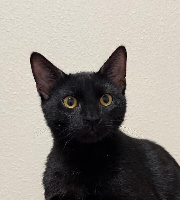 Romeo, Adoptable, Young Male Domestic Medium Hair.