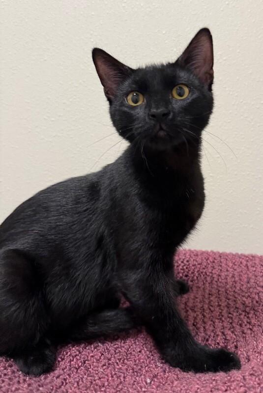 Enlarge Romeo, a Adoptable Domestic Medium Hair in Yankton, SD image 3/3