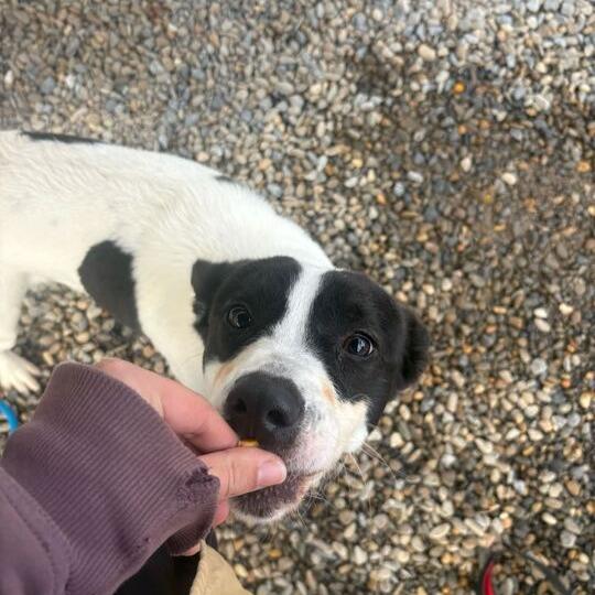 Margot, Adoptable, Adult Female Mixed Breed.