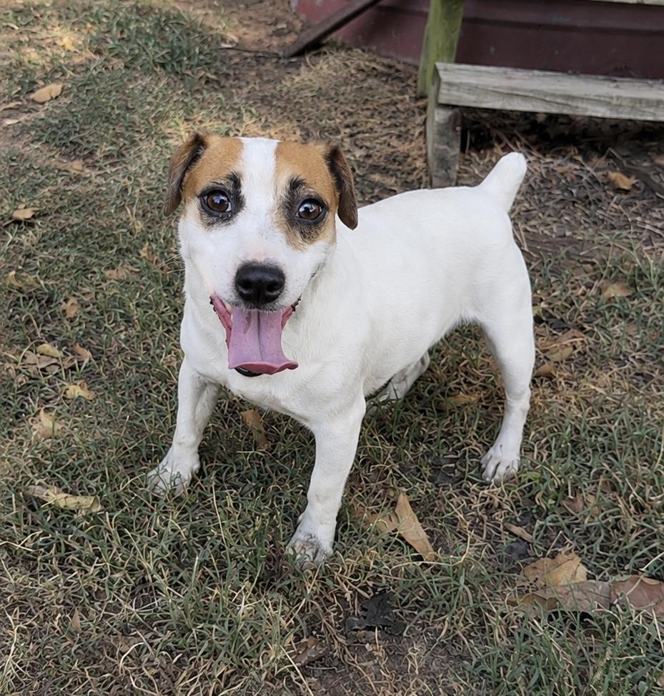 Enlarge Jack, a ADOPTABLE Jack Russell Terrier in Pelham, NH image 2/6