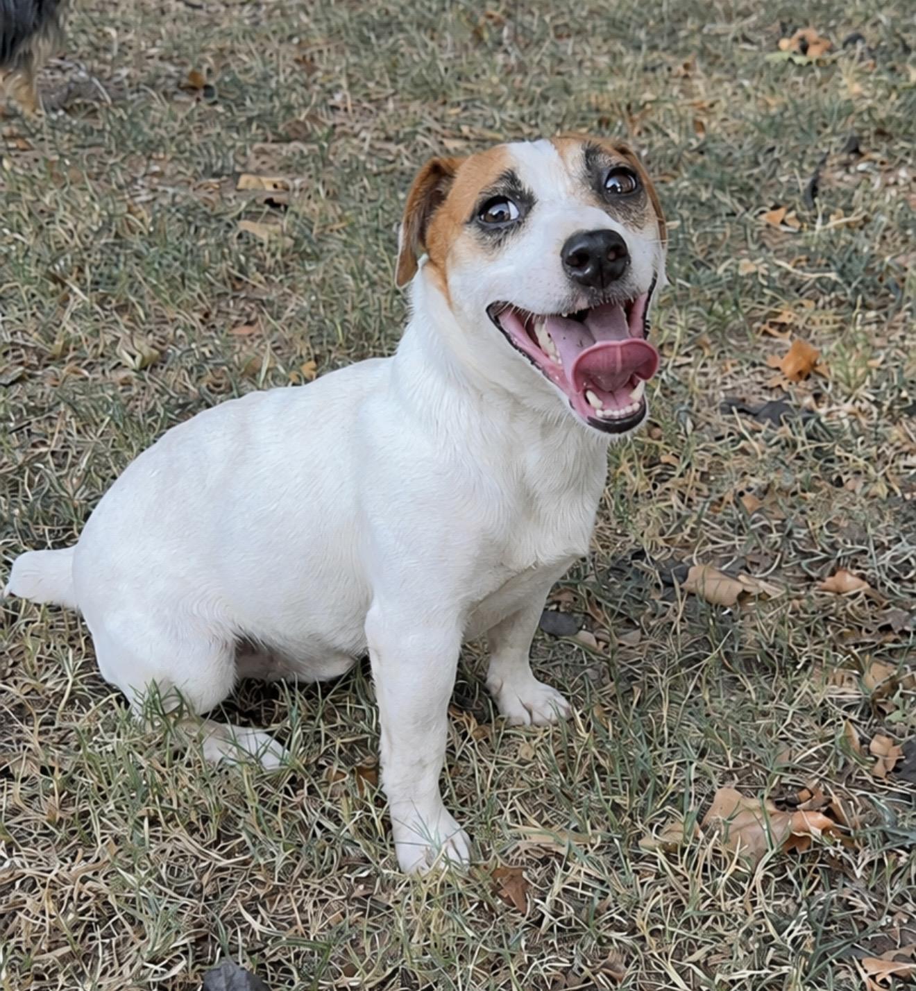 Enlarge Jack, a ADOPTABLE Jack Russell Terrier in Pelham, NH image 4/6