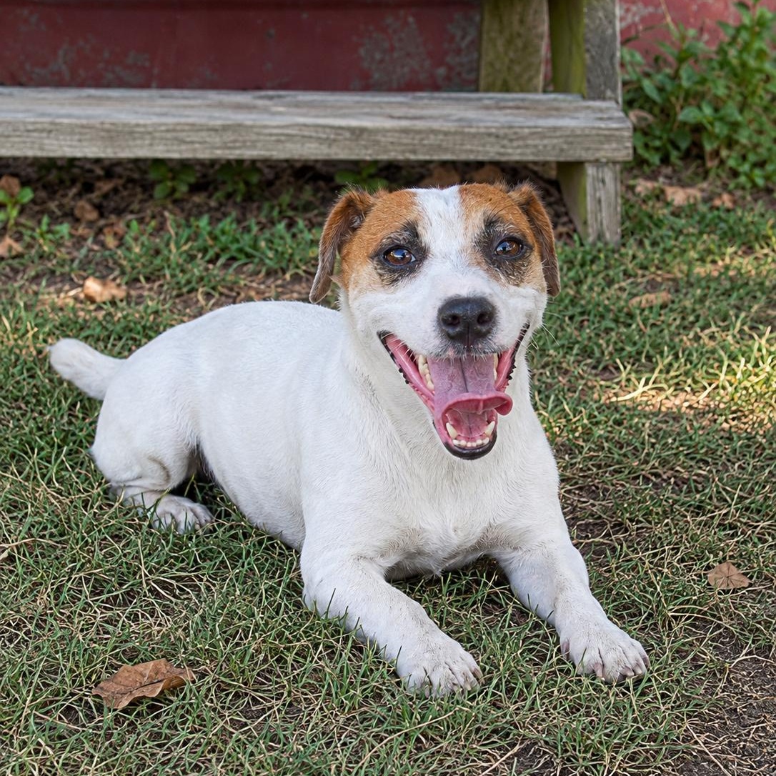 Jack, ADOPTABLE, Adult Male Jack Russell Terrier.