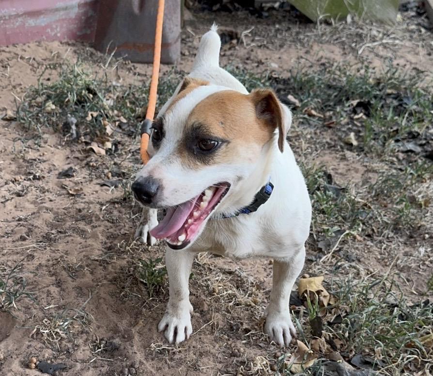 Enlarge Jack, a ADOPTABLE Jack Russell Terrier in Pelham, NH image 3/6
