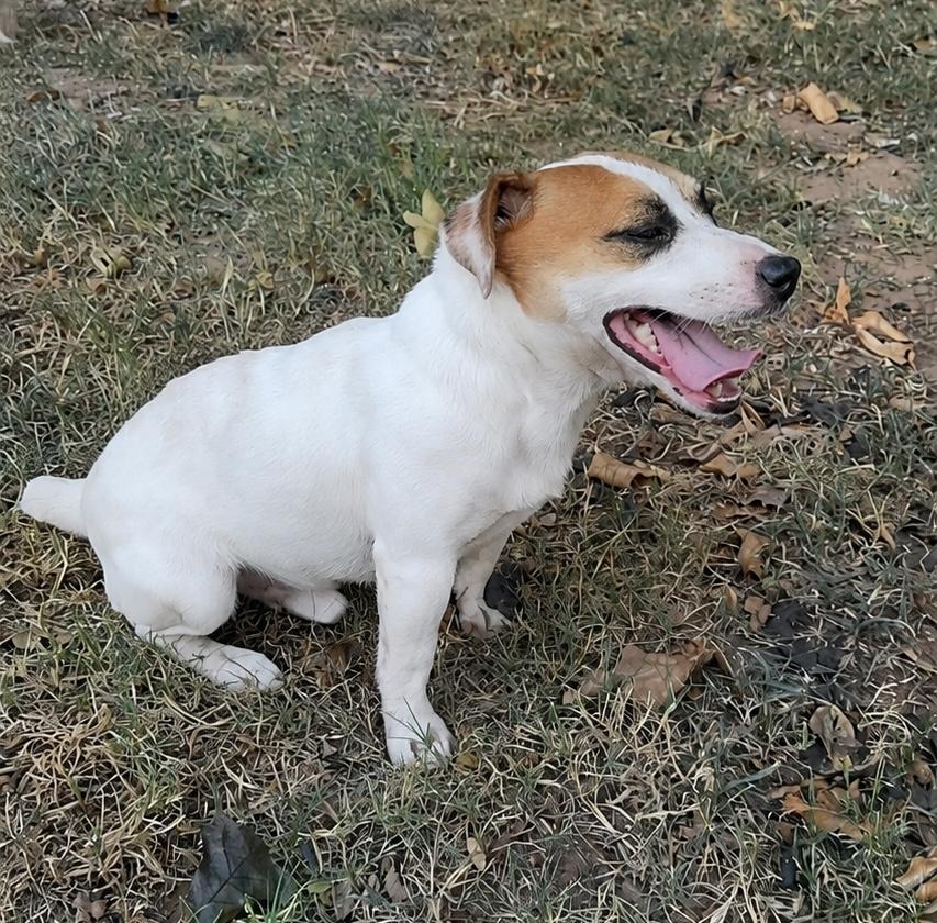 Enlarge Jack, a ADOPTABLE Jack Russell Terrier in Pelham, NH image 6/6