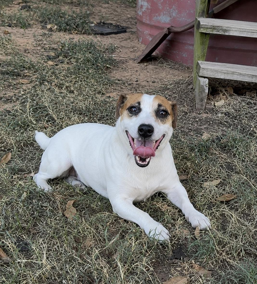 Enlarge Jack, a ADOPTABLE Jack Russell Terrier in Pelham, NH image 5/6