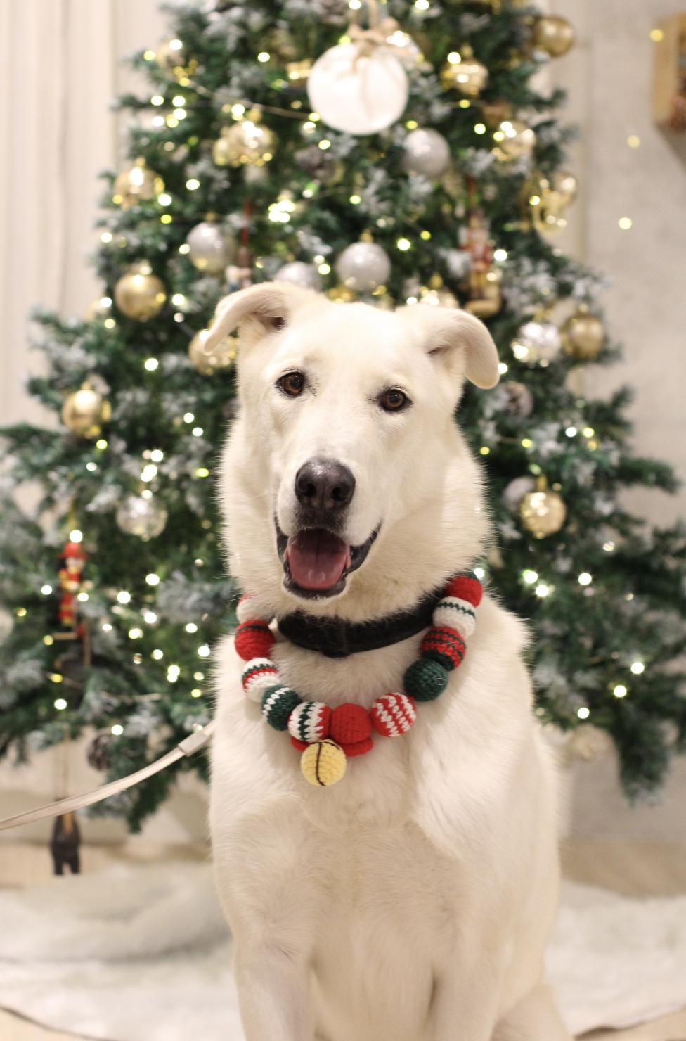 Willy, a Adoptable mixed breed in Orange, CA image 2/2