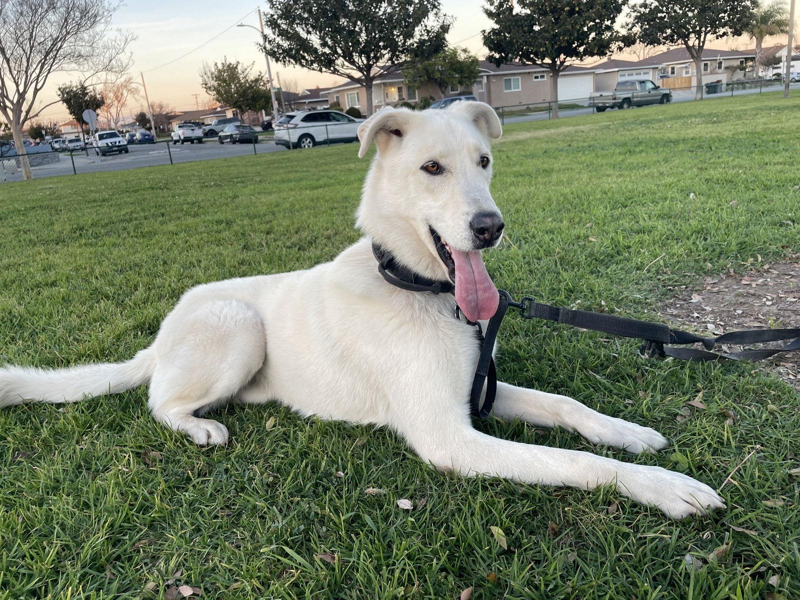 Willy, Adoptable, Adult Male Shepherd & Husky.