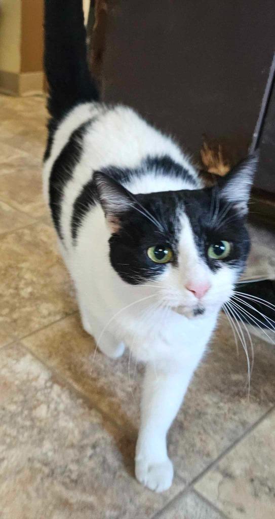 Tuna, Adoptable, Adult Female Domestic Short Hair.